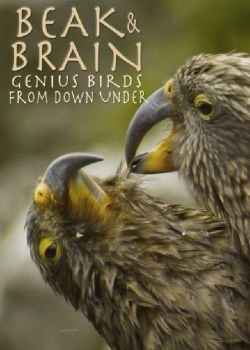 Beak & Brain - Genius Birds from Down Under yesmovies